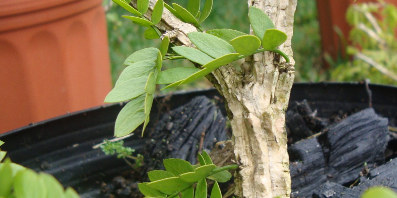 Siembra de la especie forestal del Guayacán Real (Guaiacum sanctum)