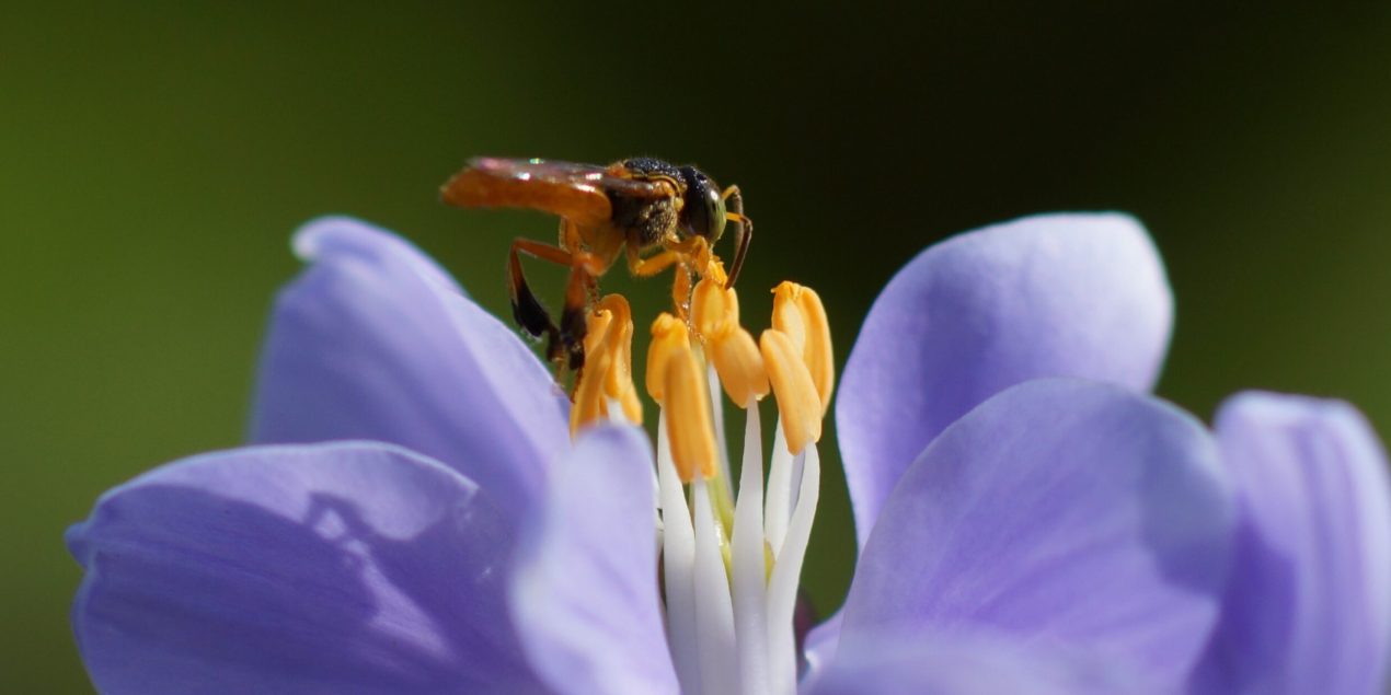 Rescate de las Abejas Nativas