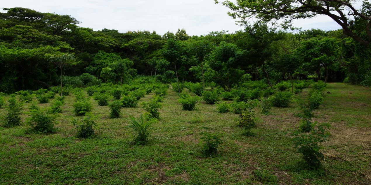 Eco-reforestación