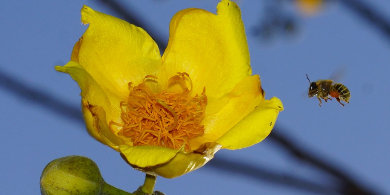 Preservación de la abeja Melipona beecheii
