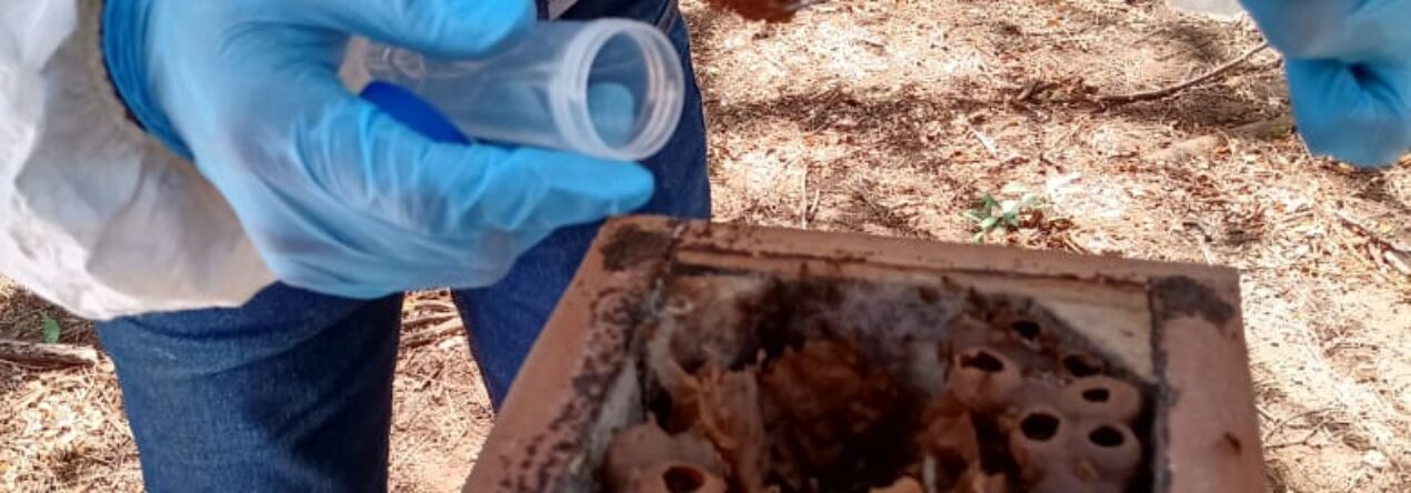 Padrino de una colmena de abeja nativa
