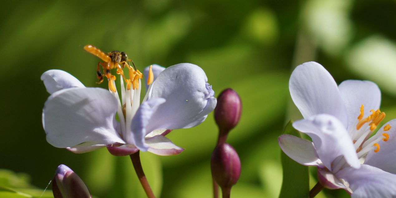 Cuna del Guayacán real y las Abejas nativas